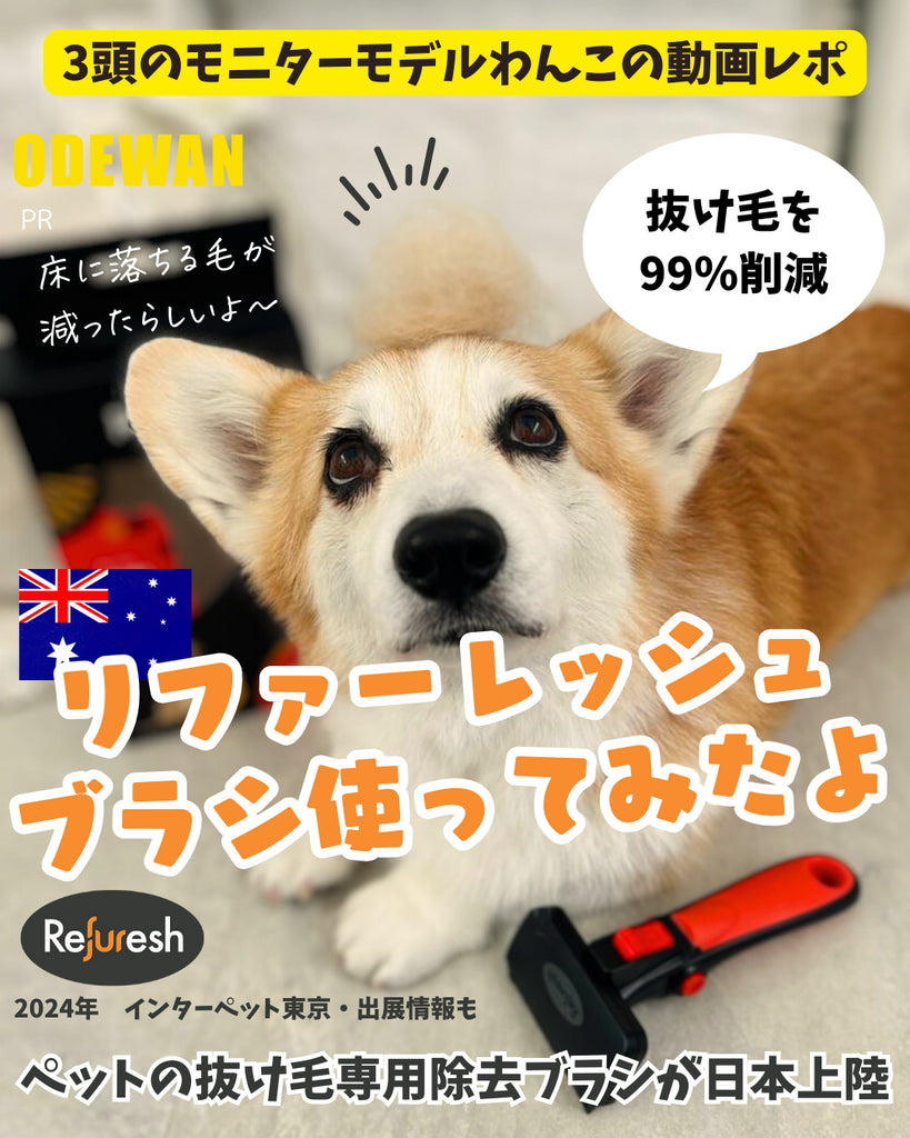 モニターモデルの声をお届け!