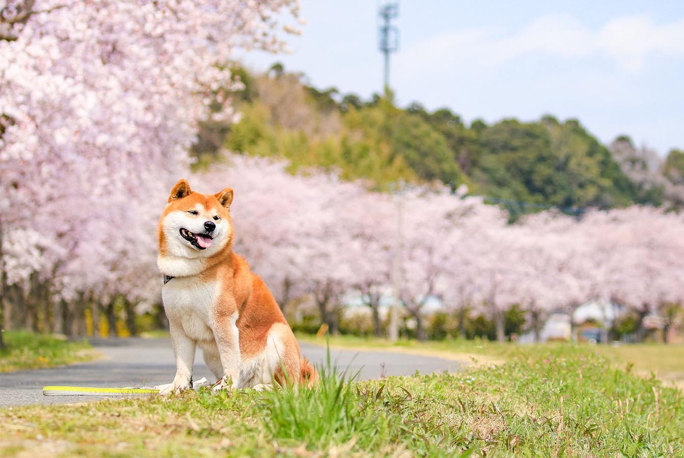 桜と柴犬