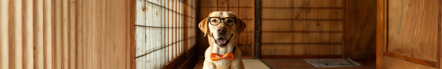 メガネをかけたラブラドールレトリーバー